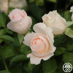 Miss Dior™ 10 Miss Dior™ -FloraFinesse Shop miss dior 2 5