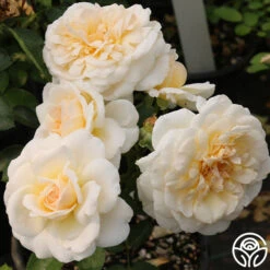 Miss Dior™ 9 Miss Dior™ -FloraFinesse Shop miss dior 3 4