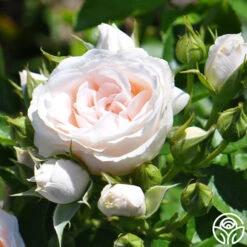 Miss Dior™ 12 Miss Dior™ -FloraFinesse Shop miss dior 4 5