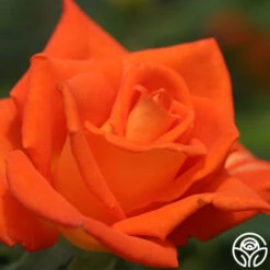 Monica® 16 Monica® -FloraFinesse Shop monica 5