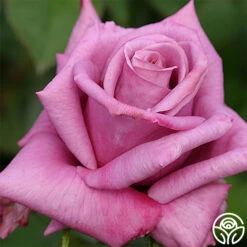 Moon Shadow™ -FloraFinesse Shop moon shadow 3 1