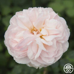 Moonlight In Paris™ -FloraFinesse Shop moonlight in paris 2 2