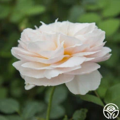 Moonlight In Paris™ -FloraFinesse Shop moonlight in paris 3