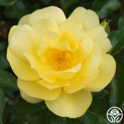 Morning Has Broken™