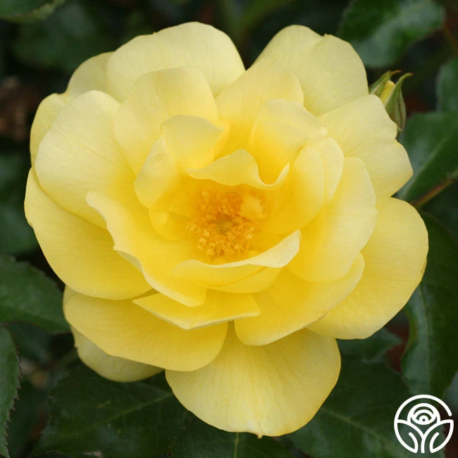 Morning Has Broken™ 1 Morning Has Broken™