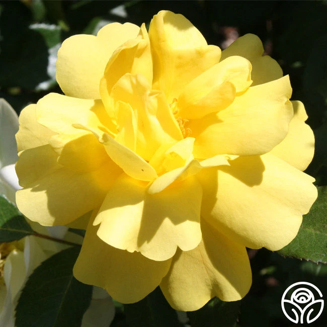 Morning Has Broken™ 7 Morning Has Broken™ - Image 7