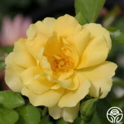 Morning Has Broken™ 9 Morning Has Broken™ -FloraFinesse Shop morning has broken 3 8