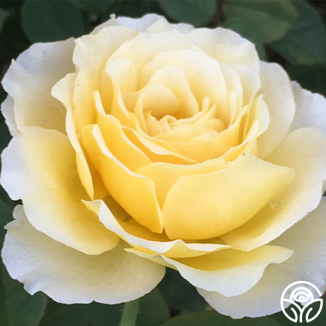 My Best Friend™ 8 My Best Friend™ - Image 8