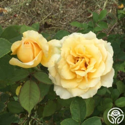 My Best Friend™ 17 My Best Friend™ -FloraFinesse Shop my best friend 4