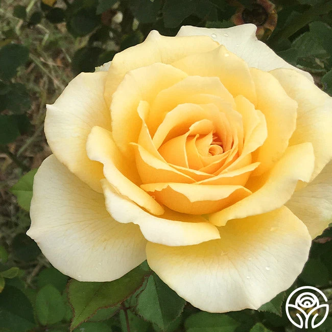 My Best Friend™ 5 My Best Friend™ - Image 5