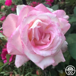 My Caroline™ -FloraFinesse Shop my caroline 2 1