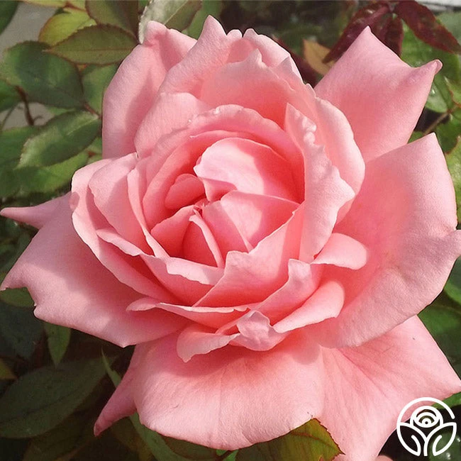 Nantucket 1 Nantucket