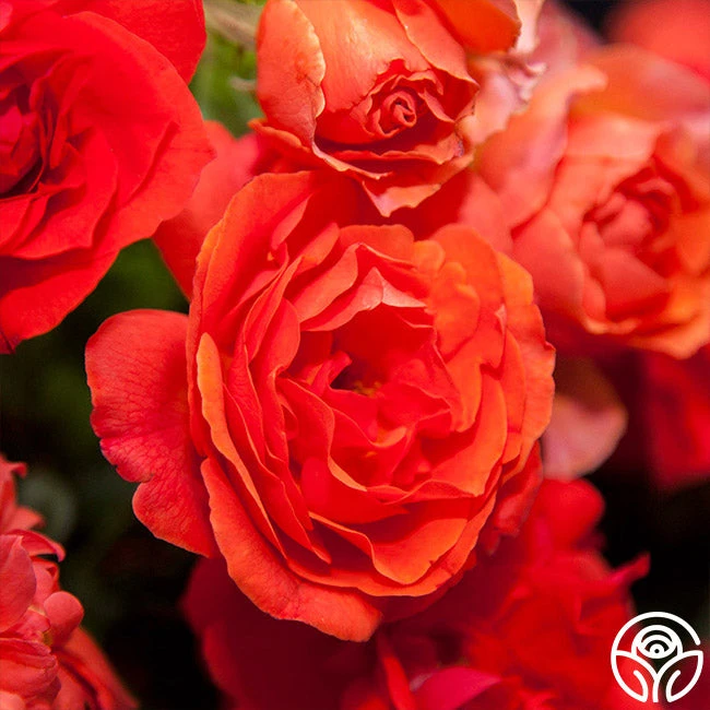 Nelson Mandela 2 Nelson Mandela - Image 2