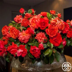 Nelson Mandela 5 Nelson Mandela -FloraFinesse Shop nelson mandela 2 1