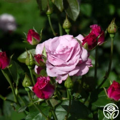 Neptune™ -FloraFinesse Shop neptune 13