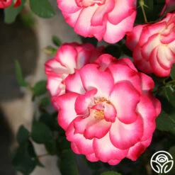 Nicole® -FloraFinesse Shop nicole 4 1 1