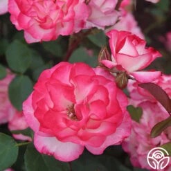 Nicole® -FloraFinesse Shop nicole 5 5