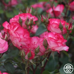 Nicole® -FloraFinesse Shop nicole 6 4