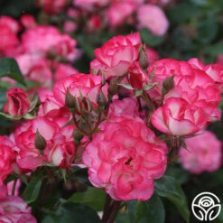 Nicole® -FloraFinesse Shop nicole 7 1