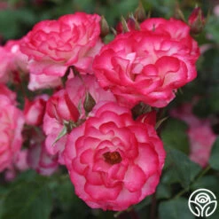 Nicole® -FloraFinesse Shop nicole 8 1