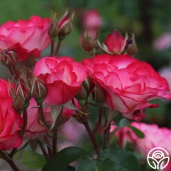 Nicole® -FloraFinesse Shop nicole 9