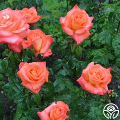 Octoberfest™ -FloraFinesse Shop octoberfest 2 8