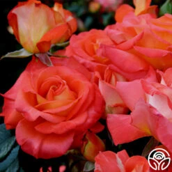 Octoberfest™ -FloraFinesse Shop octoberfest 4 8