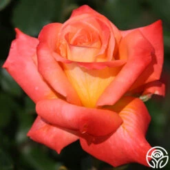 Octoberfest™ -FloraFinesse Shop octoberfest 6 8