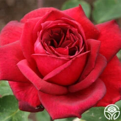 Oklahoma 16 Oklahoma -FloraFinesse Shop oklahoma 2 1