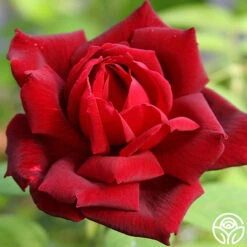 Oklahoma 14 Oklahoma -FloraFinesse Shop oklahoma 3