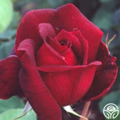 Oklahoma 18 Oklahoma -FloraFinesse Shop oklahoma 4