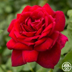 Oklahoma 12 Oklahoma -FloraFinesse Shop oklahoma 6