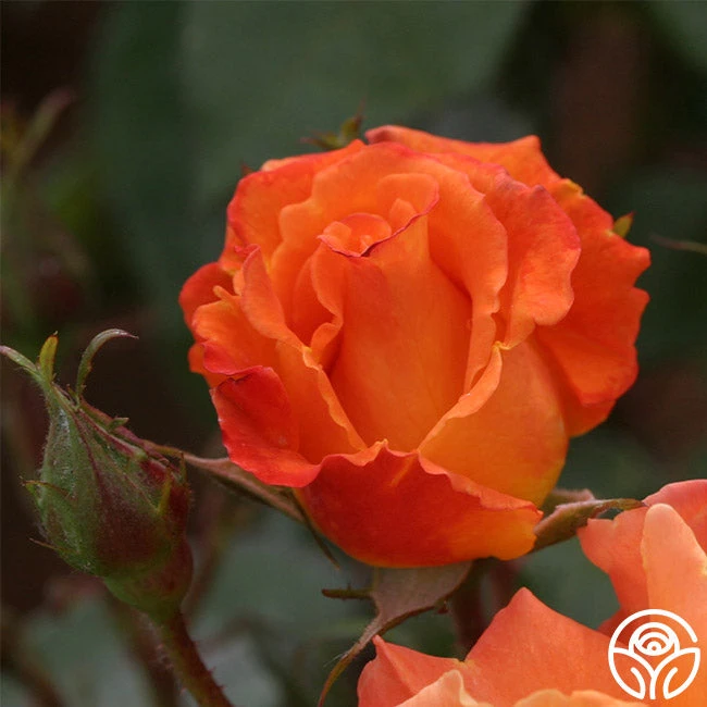 Orange Waves™ 8 Orange Waves™ - Image 8