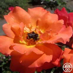 Orange Waves™ 14 Orange Waves™ -FloraFinesse Shop orange waves 9