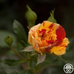 Oranges 'n' Lemons -FloraFinesse Shop oranges n lemons 18