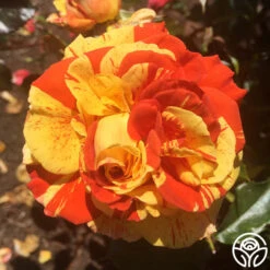 Oranges 'n' Lemons -FloraFinesse Shop oranges n lemons 6