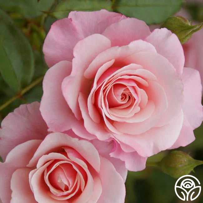 Our Lady Of Guadalupe™ 1 Our Lady Of Guadalupe™