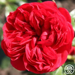 Out Of Rosenheim™ -FloraFinesse Shop out of rosenheim 7