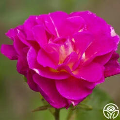 Outta The Blue -FloraFinesse Shop outta the blue 1 8