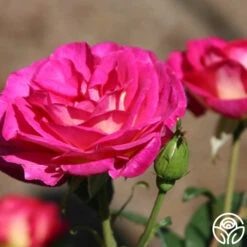 Outta The Blue -FloraFinesse Shop outta the blue 3 1 1