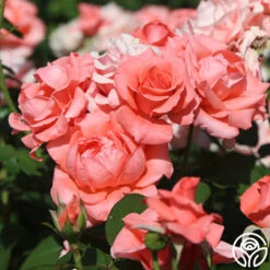 Paris De Yves St. Laurent ™ -FloraFinesse Shop paris de yves st. laurent 11