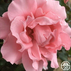 Paris De Yves St. Laurent ™ -FloraFinesse Shop paris de yves st. laurent 3