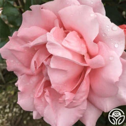 Paris De Yves St. Laurent ™ -FloraFinesse Shop paris de yves st. laurent 4