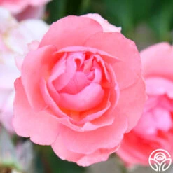 Passionate Kisses® 16 Passionate Kisses® -FloraFinesse Shop passionate kisses 11