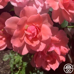 Passionate Kisses® 23 Passionate Kisses® -FloraFinesse Shop passionate kisses 13