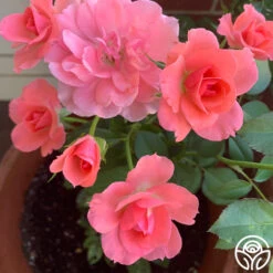 Passionate Kisses® 21 Passionate Kisses® -FloraFinesse Shop passionate kisses 15