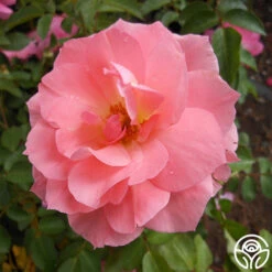 Passionate Kisses® 17 Passionate Kisses® -FloraFinesse Shop passionate kisses 2 1