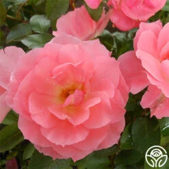 Passionate Kisses® 19 Passionate Kisses® -FloraFinesse Shop passionate kisses 3 1