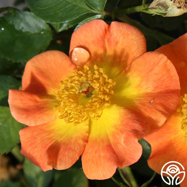 Peachy Creeper 3 Peachy Creeper - Image 3