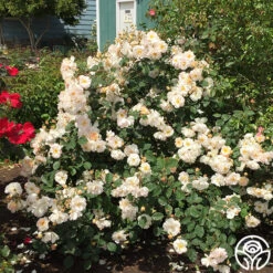 Penelope -FloraFinesse Shop penelope 3 8